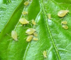 Plaga del Pulgón