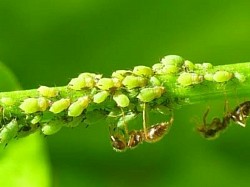 El pulgón y las hormigas.