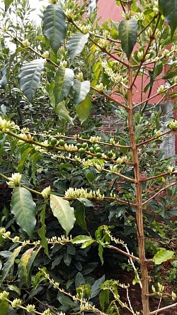 Arbusto de 4 años. Flor y fruto verde