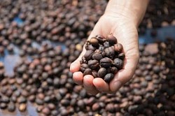 Fruto de café seco