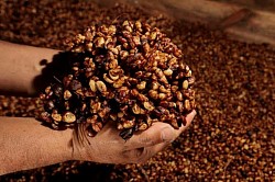 Quebrado de café. Granos y cascarilla.