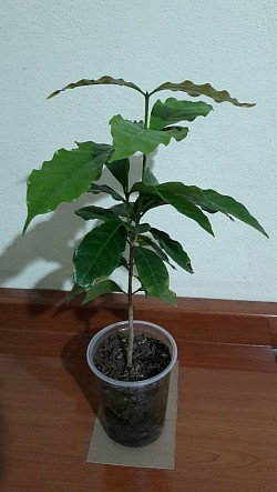 Planta de café de 6 meses