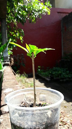 Planta pequeña podada. Se aprecian los 2 nuevos retoños.