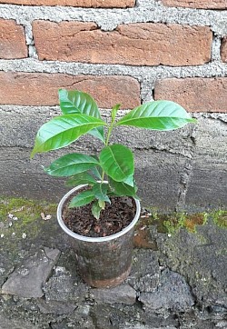 Plantita de café