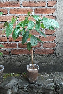 Planta de 50 cms de alto