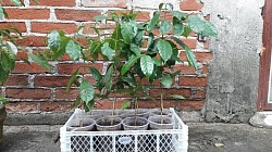 Varias plantas de café
