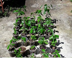Plantitas