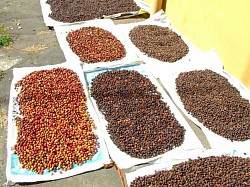 Asoleado del café