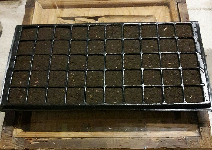 Semillero con planta de Café.