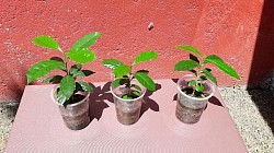 Plantitas de Café como adorno.
