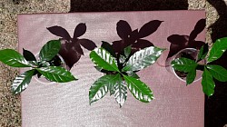 Plantitas de Café como ornato.